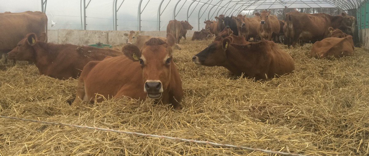 RoelvBuuren's tweet photo. Koeien al bijna weer 2 weken binnen vanwege de nattigheid. Op stro voor vaste mest. 220 dagen beweiden > 4800 uur! #vrijloopstal #jerseys #grassfed @Amazing_Grazing https://t.co/yjstXU71Kr