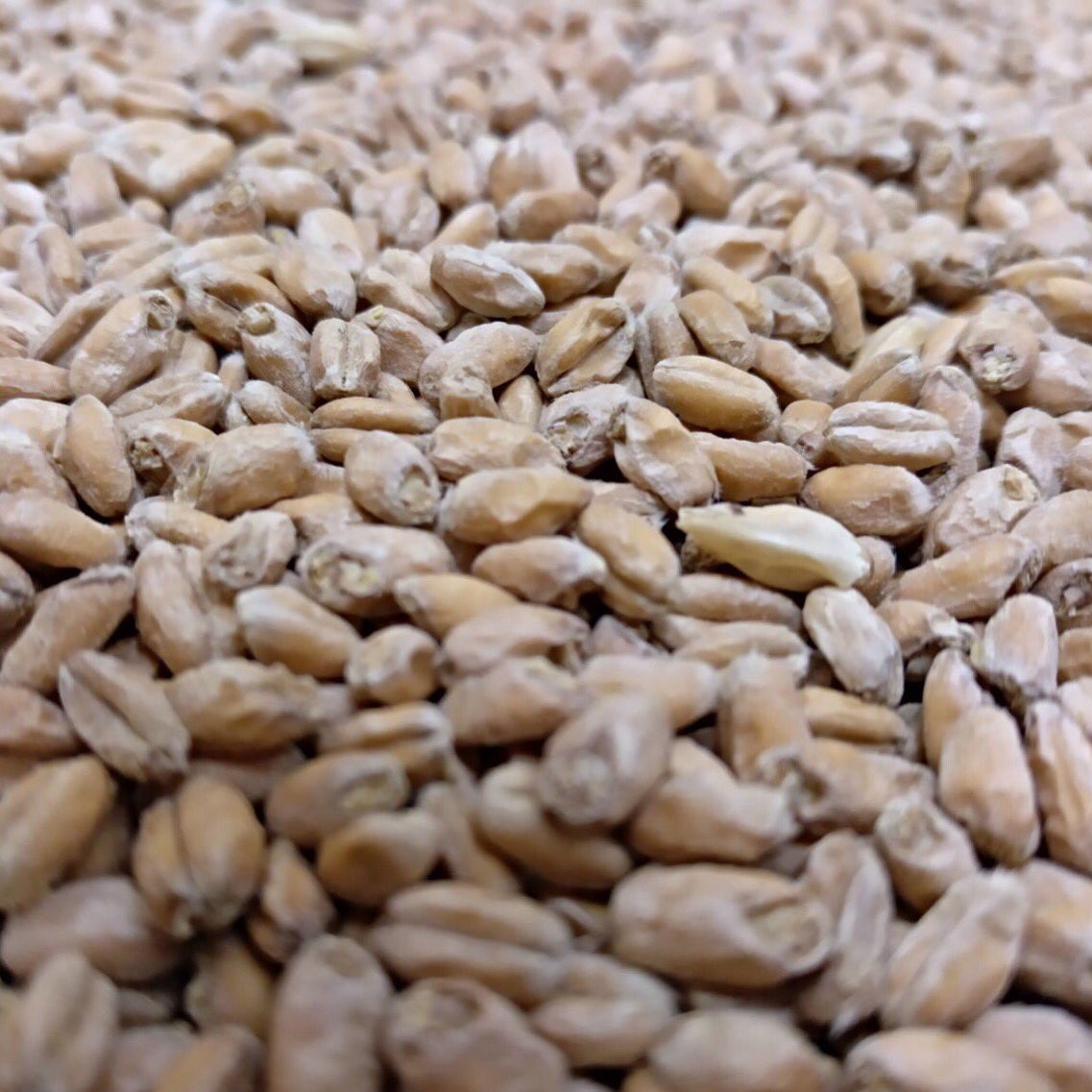CyclicBeerFarm's tweet photo. Belgian wheat malt before milling for our Grisette
Doesn’t it look beautiful?
-
#beautifulgrains for #beautifulbeers #grisette #tgif https://t.co/2TN532xmIQ