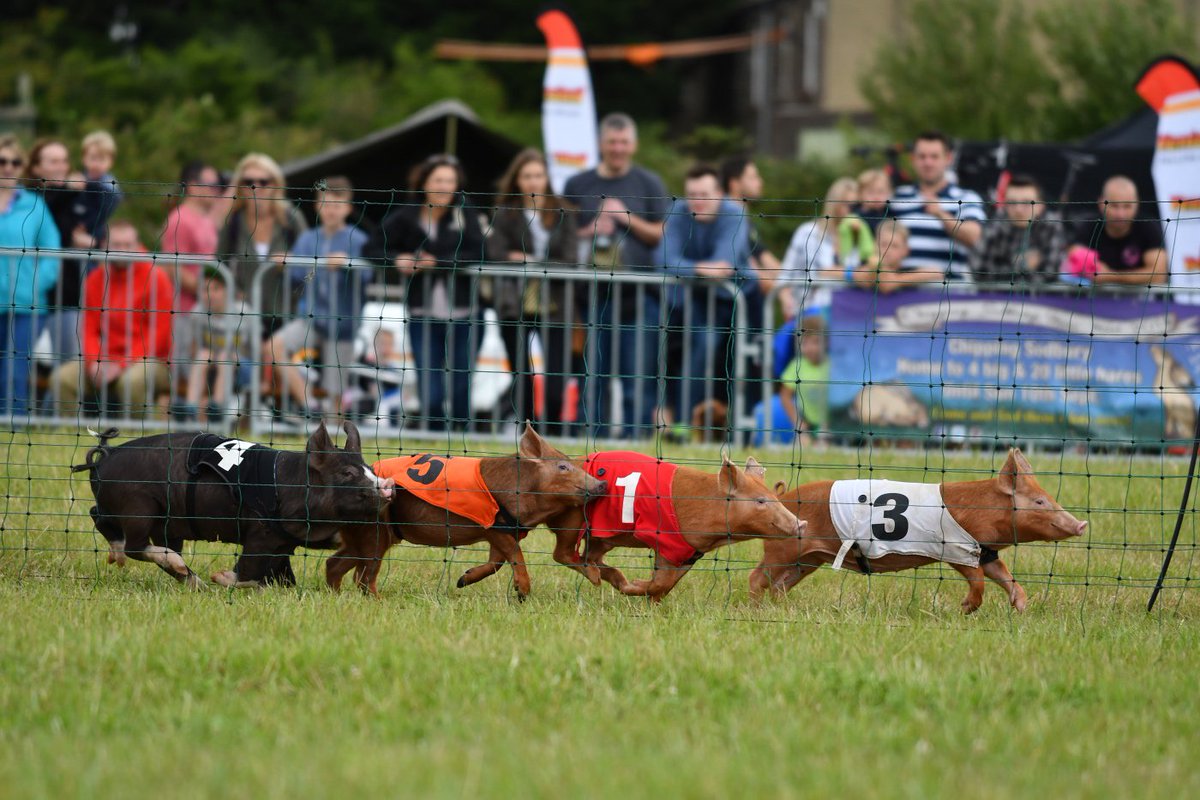 SouthGlosShow's tweet photo. Remember these little fellas at #SGS17? #FlashbackFriday to the little piggies trotting around the Gregor Heating Main Arena! https://t.co/Cps904KjVl