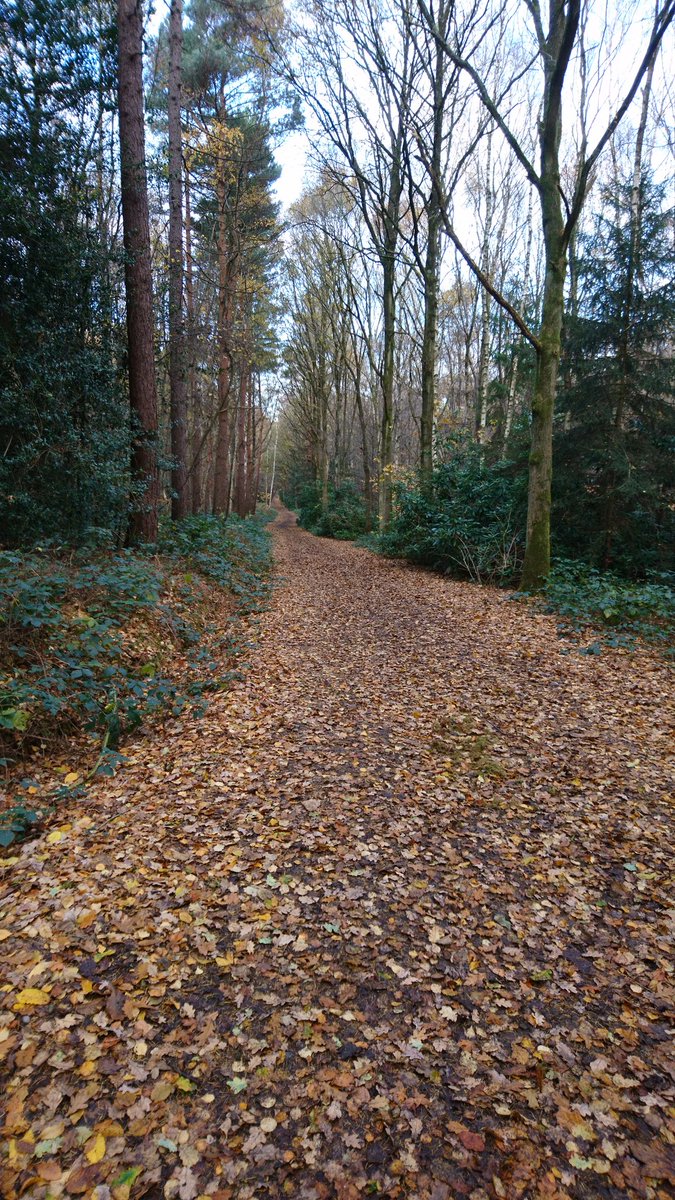 KatEllis37's tweet photo. Really tough 5 miles round #TrentPark takes me to 529.93 miles run this year. Just as well it's so beautiful. #Run2017 #ukrunchat https://t.co/1f9RIaDIPZ