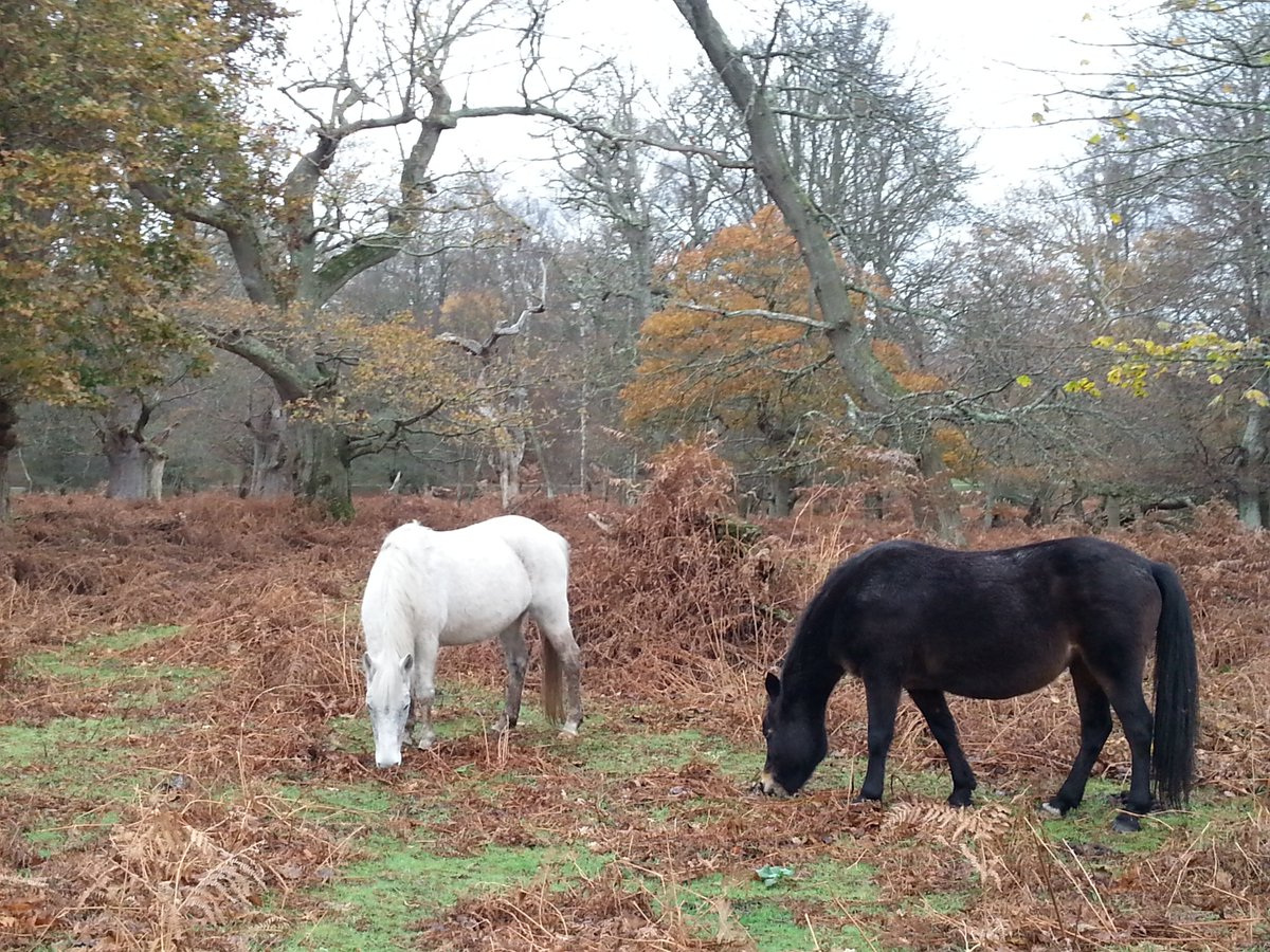 Wendy Rees (@WendyRees) | Twitter