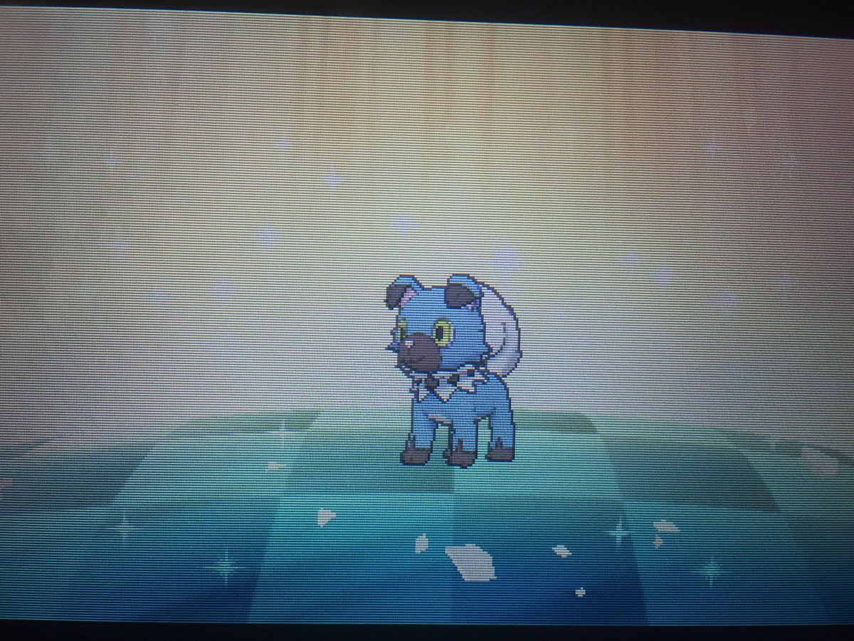 _yurysh's tweet photo. Le petit Rocabot shiny par œufs futur Lougaroc Crépusculaire !!! ✨ (pas de photos de la forme shiny du Lougaroc Crépusculaire pour les personnes qui ne veulent pas savoir sa forme shiny) https://t.co/qt3y30f7mJ