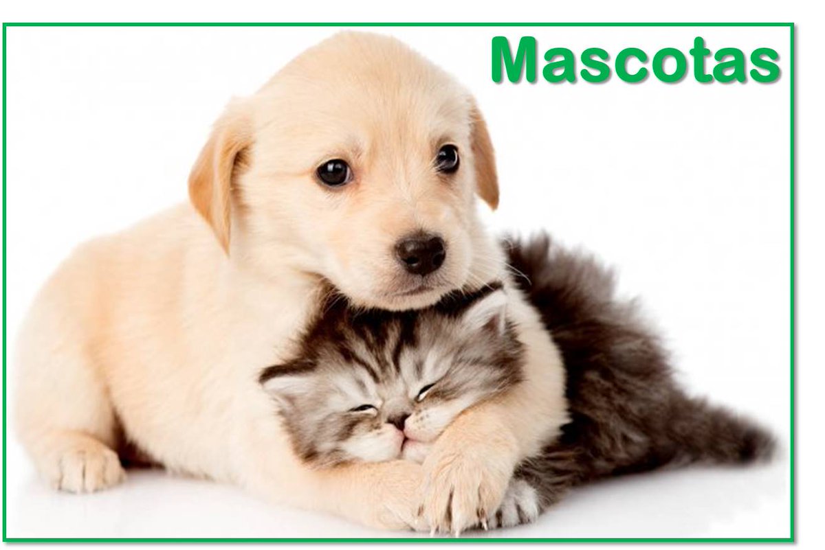 ¡Hoy es viernes de Mascotas! Hablamos del cuidado que debemos brindar a nuestros amigos peludos para que vivan sanos y felices en nuestras familias. La cita es a las 10:00 por <a href="/ParaguayTVHD/">Paraguay TV</a>🐶🐕🐩🐈🐱
