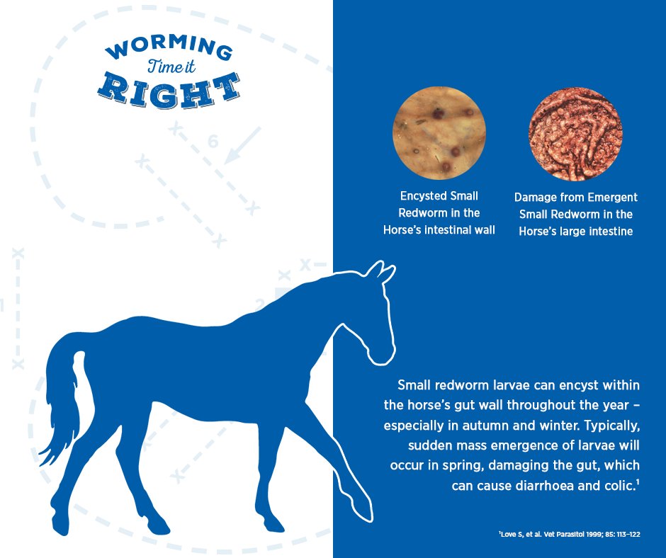 HorseDialog's tweet photo. #TackroomFriday Do you know what damage encysted small redworm can cause? https://t.co/hJxRXczQhB #timeitright https://t.co/Y9MSC6RX5M