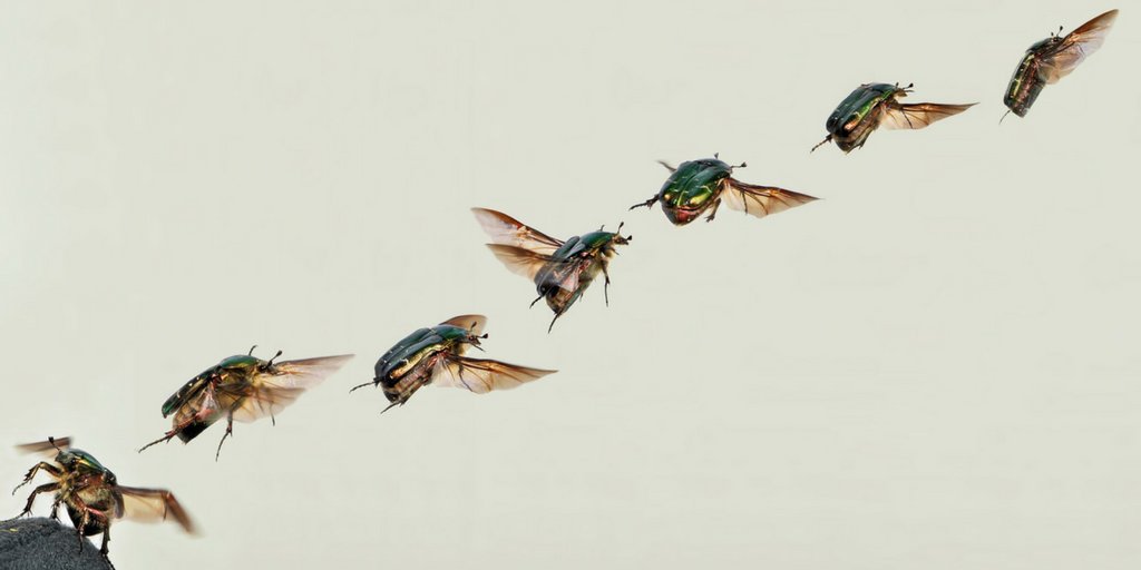 H1Connect's tweet photo. Farewell to the flyers: evidence that total flying insect biomass has reduced by more than 75 percent over 27 years - recommended by @LChittka #InsectBiomass #Ecosystem https://t.co/WxxUkCBs2T https://t.co/7CuINm7fKy