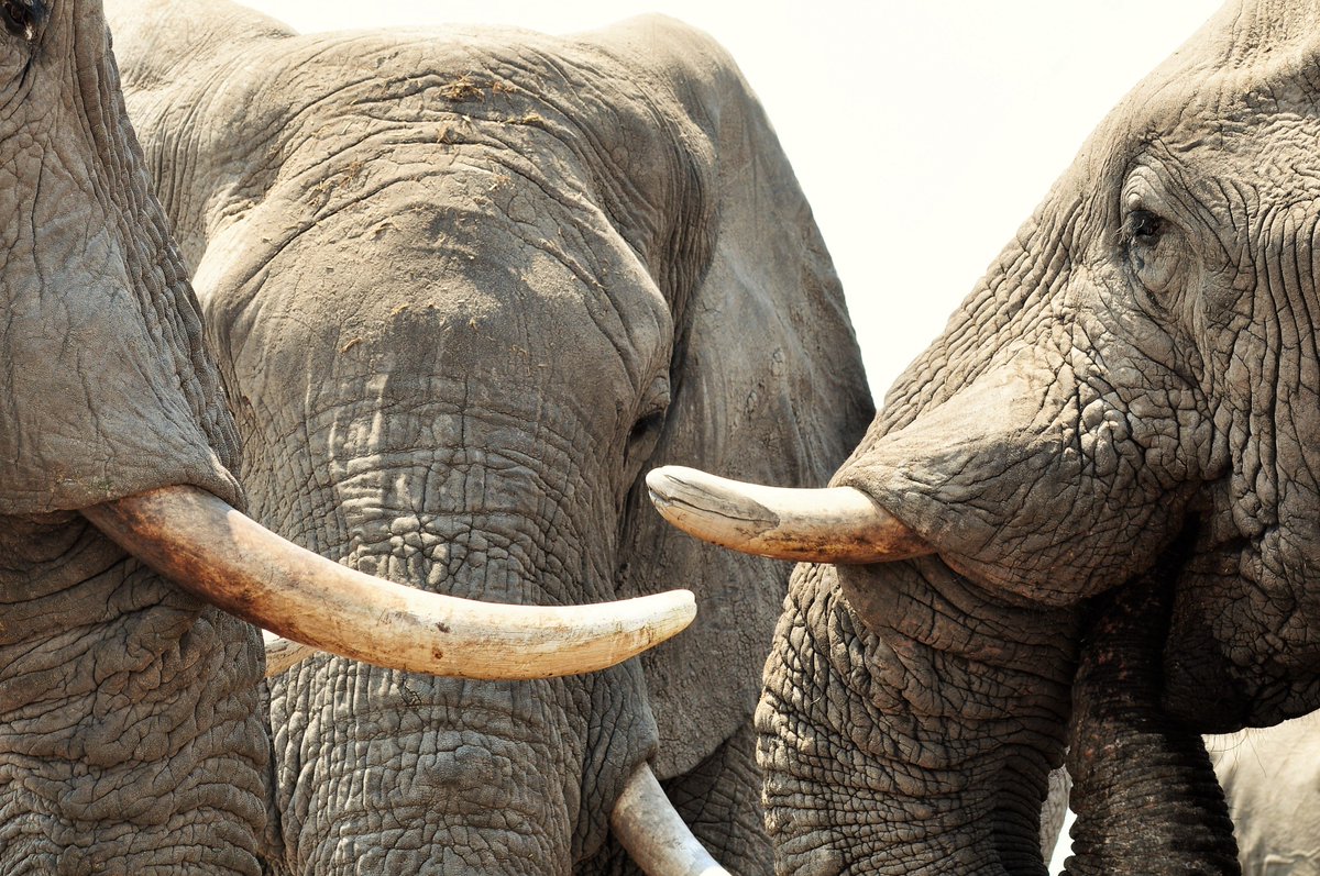 It's all in the detail from the wildlife viewing hide at Hyena Pan.

#safarisofcharacter