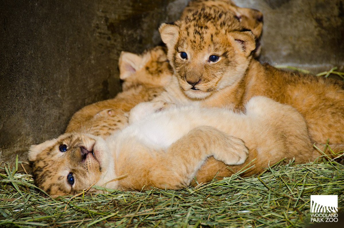 lioncubleex1999 tweet picture