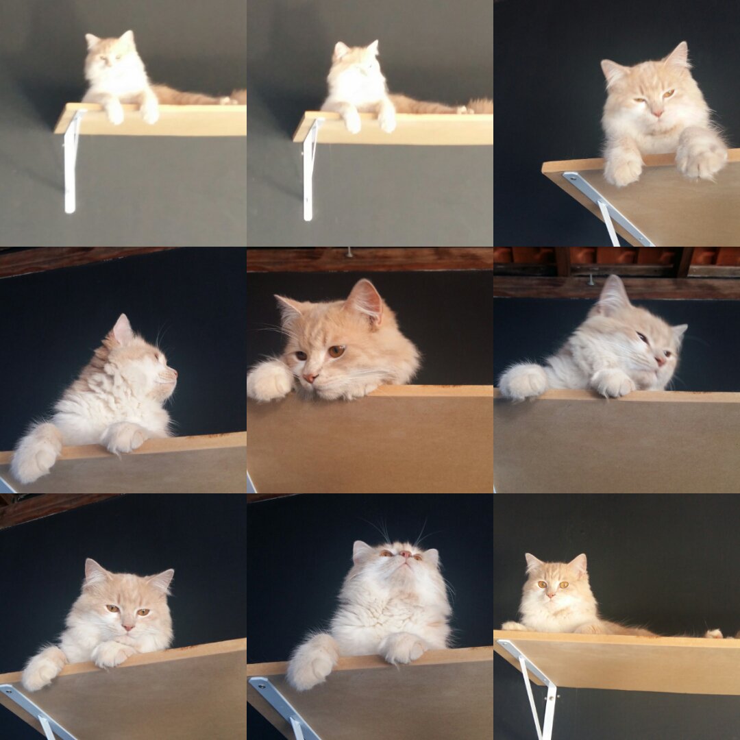 LeeLilica's tweet photo. Coxinha! Um amor de Gato. https://t.co/KfftRuEylL