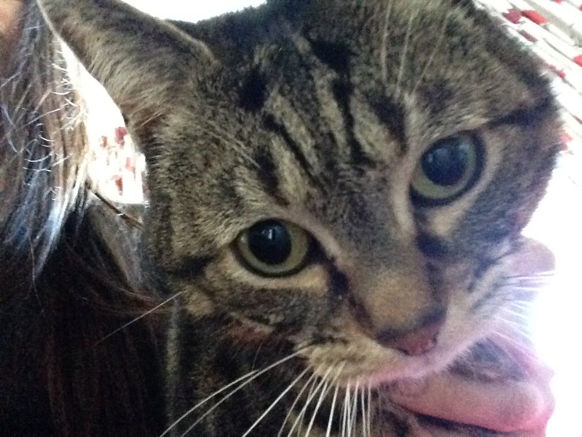 woofnewport's tweet image. This is the sorry face of one who had a hard night on the nip #catnipaddict