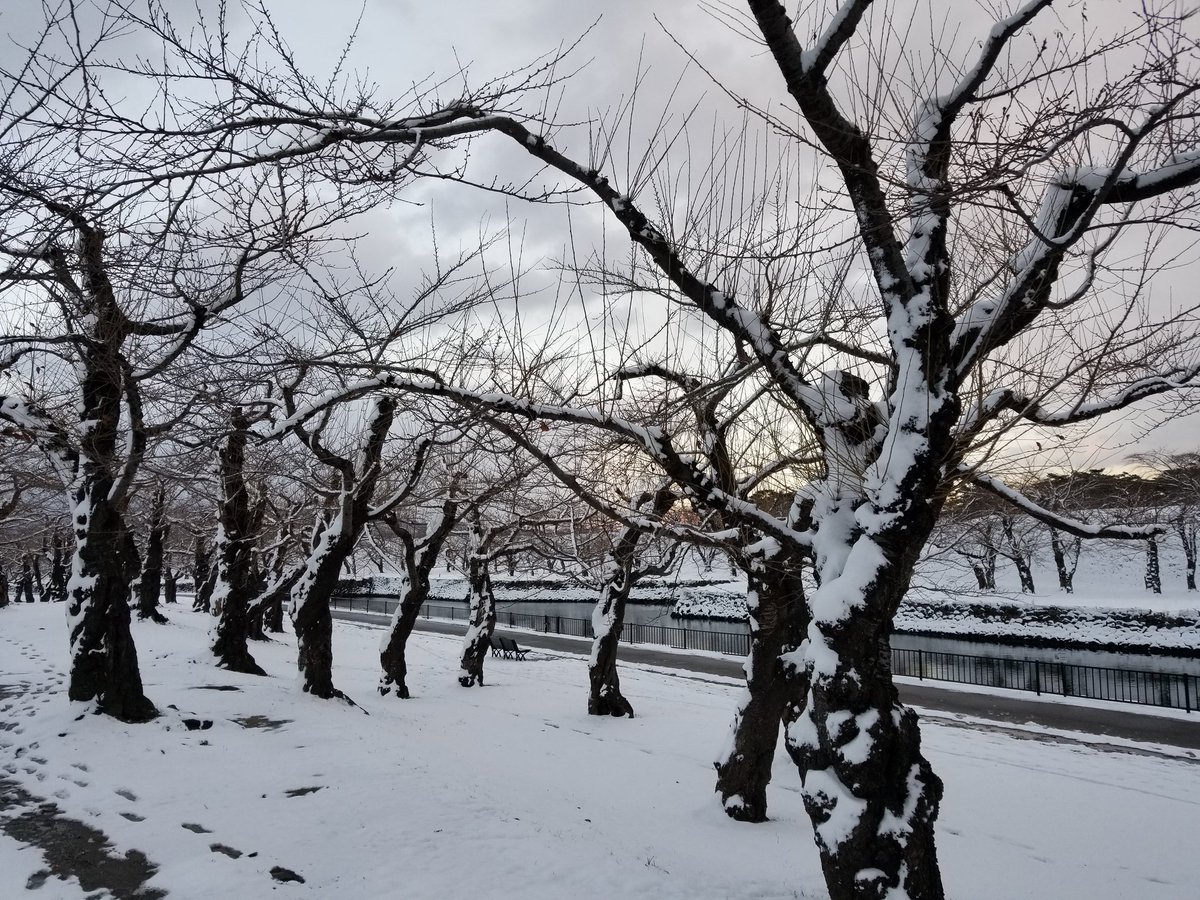 桜の 木 冬