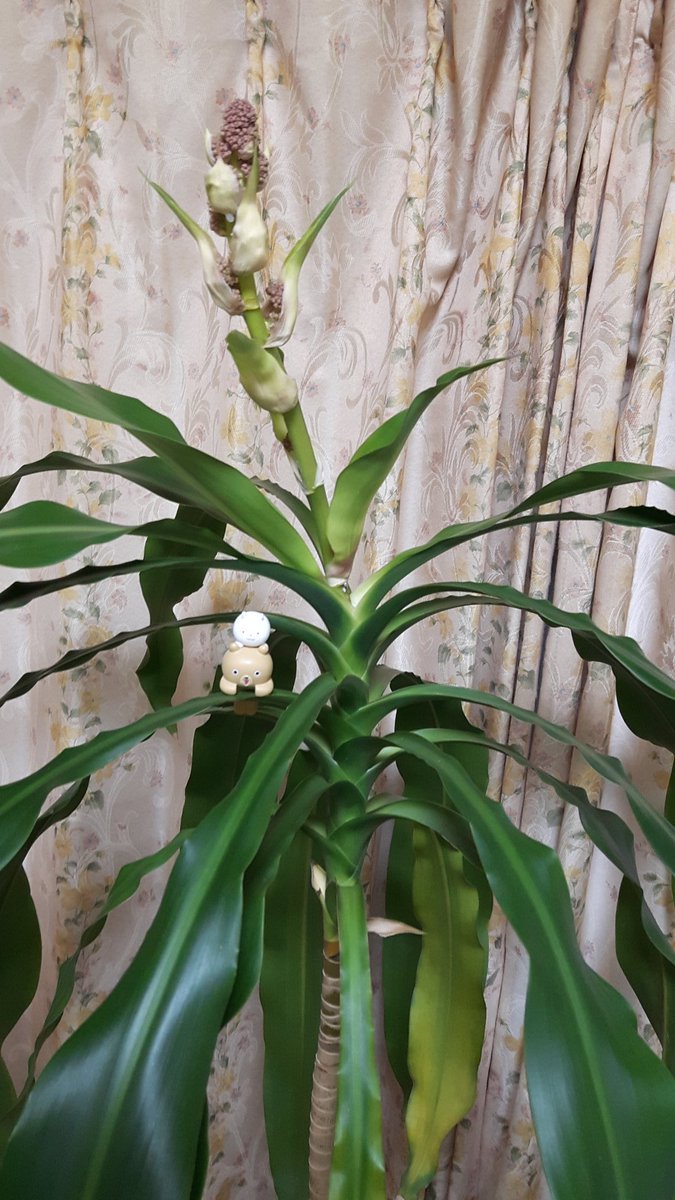 ハッシュタグ ドラセナの花 ハッシュタグ ドラセナの花