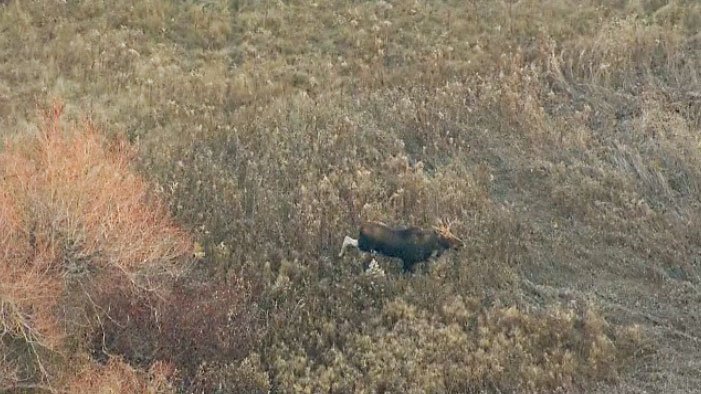 CTVToronto's tweet photo. WATCH: Moose on the loose spotted near Buttonville Airport in Markham https://t.co/6qvGh4bcpC https://t.co/CCK5n47bom