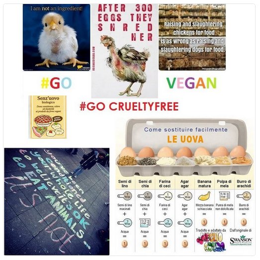spacenicom's tweet photo. @AE_Italia NO a tutte le gabbie SI alternative #uova o è la solita catena: differenziare e moltiplicare allevamenti #govegan #fateibuoni #Balocco #Bauli #Motta #Melegatti #DalColle #Pandoro #Panettone @cespazio per la libertà 🌱💚🌎 https://t.co/e4R1T81dpa