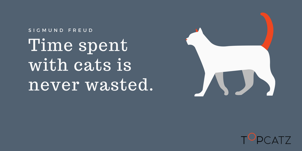 UnbreakableSucc's tweet photo. This weekend spend some time with a cat.  If you don't have one go to a friend who has.  #Topcatz #Learn #weekendreads https://t.co/G3TmPcTT4e