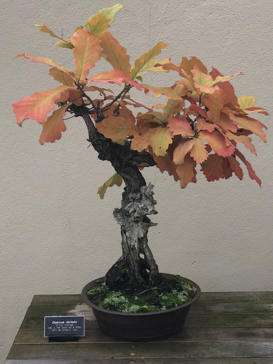 Dave Castro tweet media