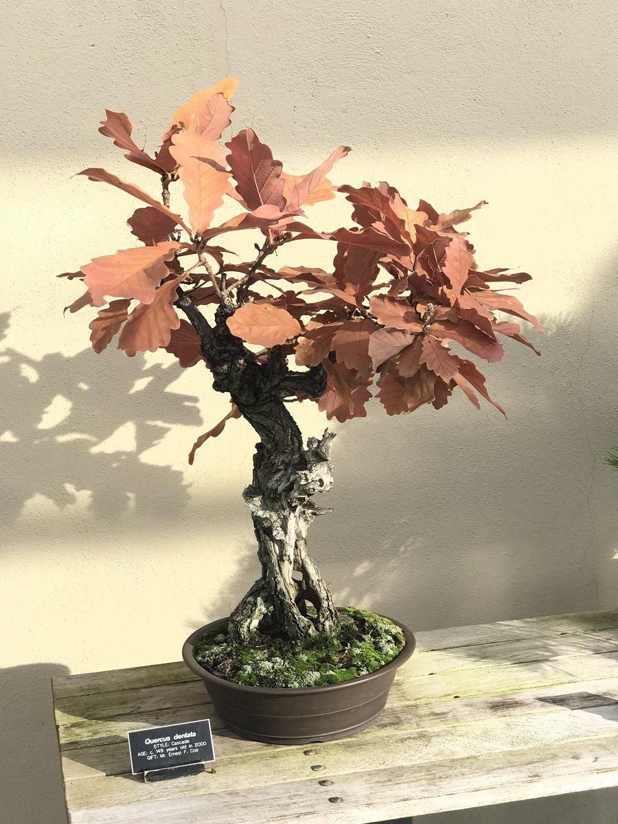 Dave Castro tweet media