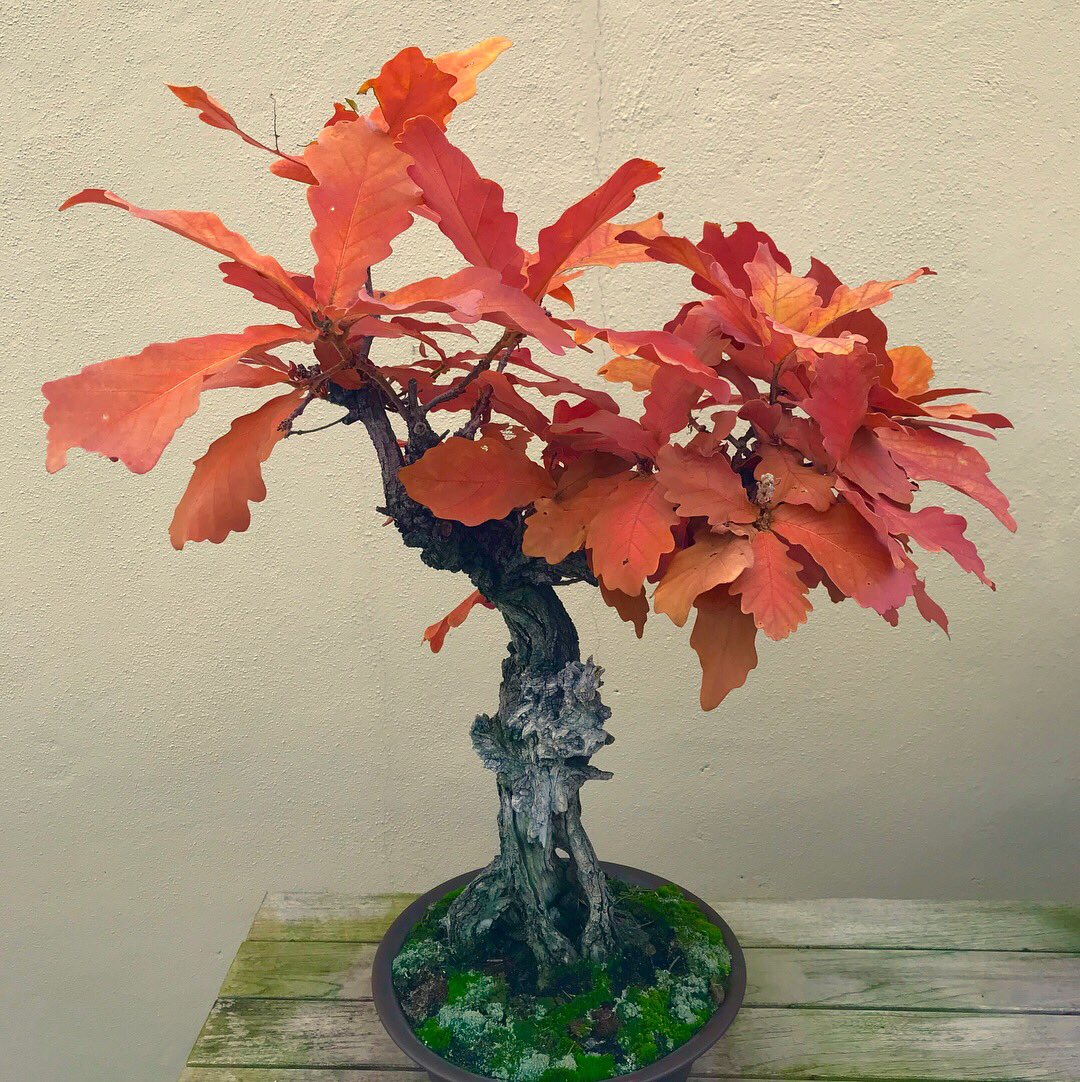 Dave Castro tweet media