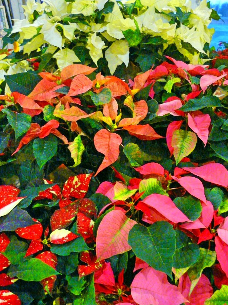 Poinsettias have arrived at our Richmond location. They are a favourite holiday charmer!