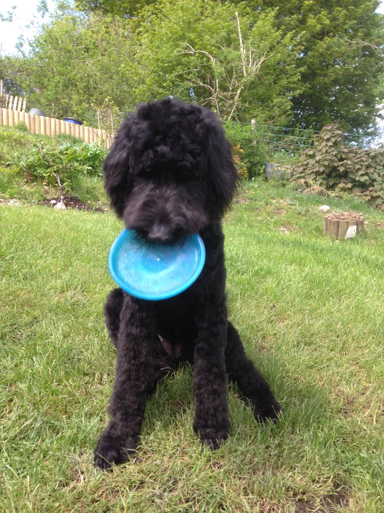 copsecottagebnb's tweet photo. @HoptonHouseBnB #loveblackdogs https://t.co/kYWvHlKatZ