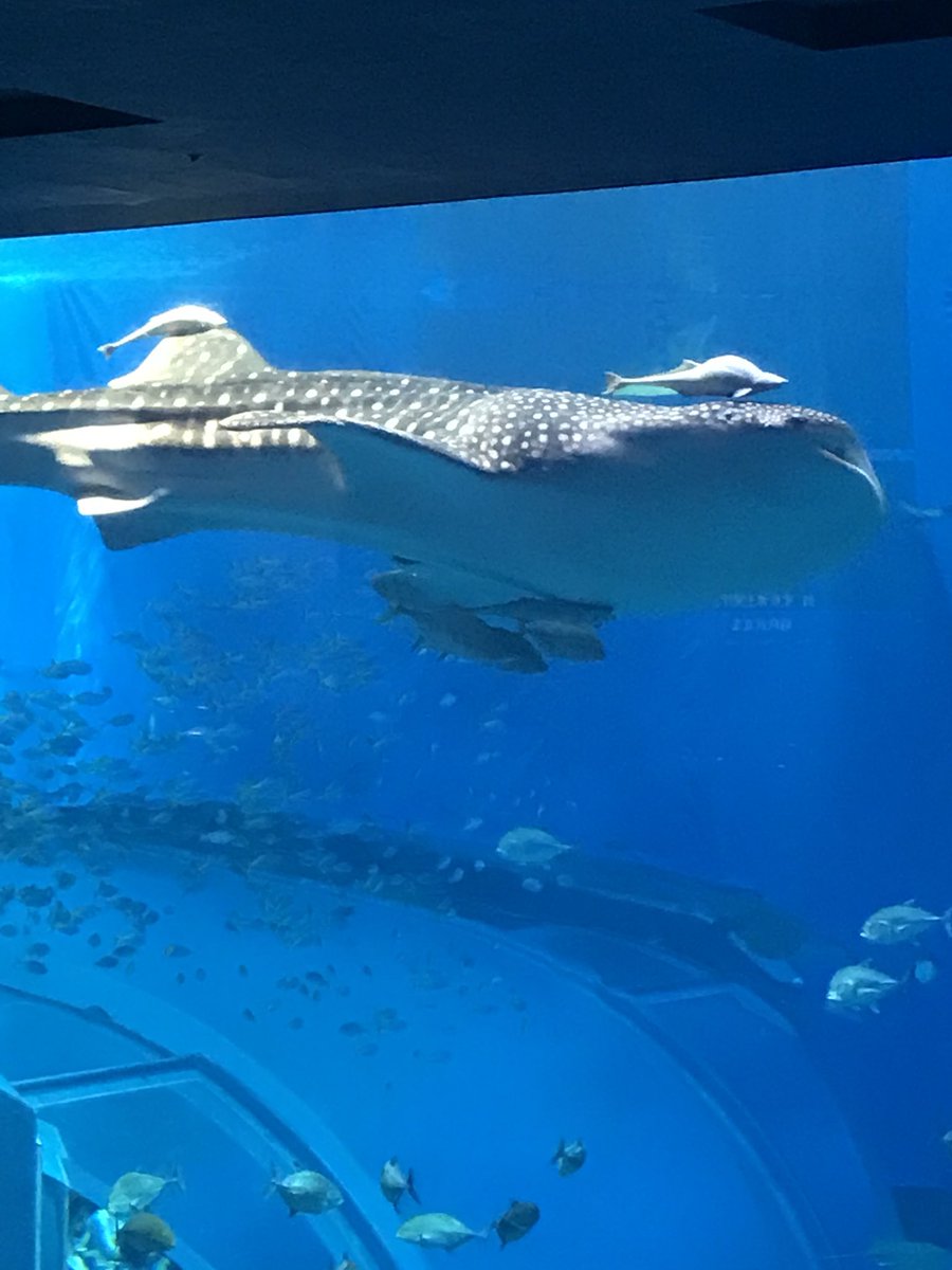 nariaki13's tweet photo. 久々です、FBでは友達向けに投稿したりするんですがツイッターは久々。
水族館好きの私が来たかった遠いところへやっと来れました( ˊ̱˂˃ˋ̱ )
ジンベイ… https://t.co/6nHOcYIVcm