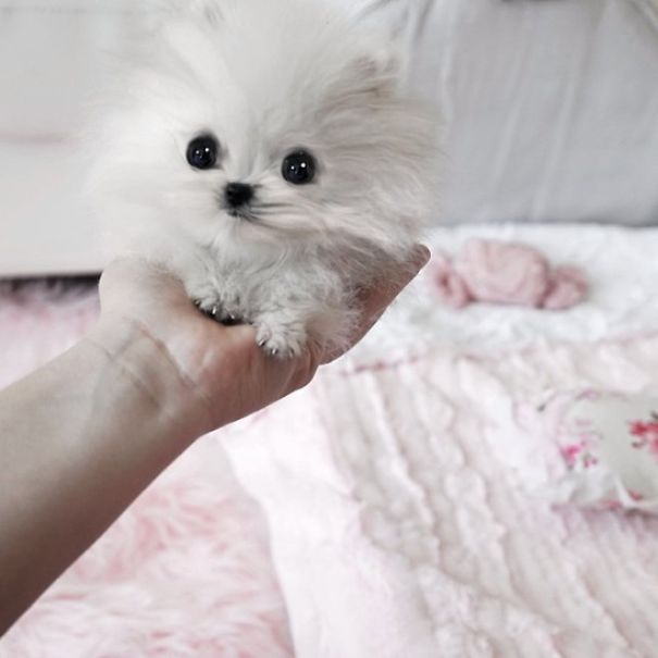 MyteBox's tweet photo. Pomeranian Puppy πΆπΆ
There's no way to make it any #cuter than Baby #Animal which can held in Palm,See 30+ more #Cutest Images Here π π https://t.co/3a9ilajPsA
#Sleeping #Beauty #Palm #cuter #Baby #MyTeBox #adorable #tiny #cuteness #pictures #bundles #Pomeranian #Puppy https://t.co/iq1b9rhXd1