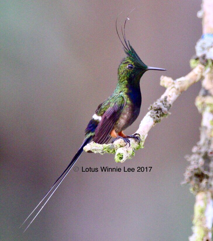 Have you ever seen anything so adorable? Look at those rufous colored boots on the feet and the cute hairdo! #malebootedrackettailhummingbird in Andean mountain forests of East Ecuador. #bootedrackettail #hummingbird #birds #birdwatching #birdingtrip #wildlife