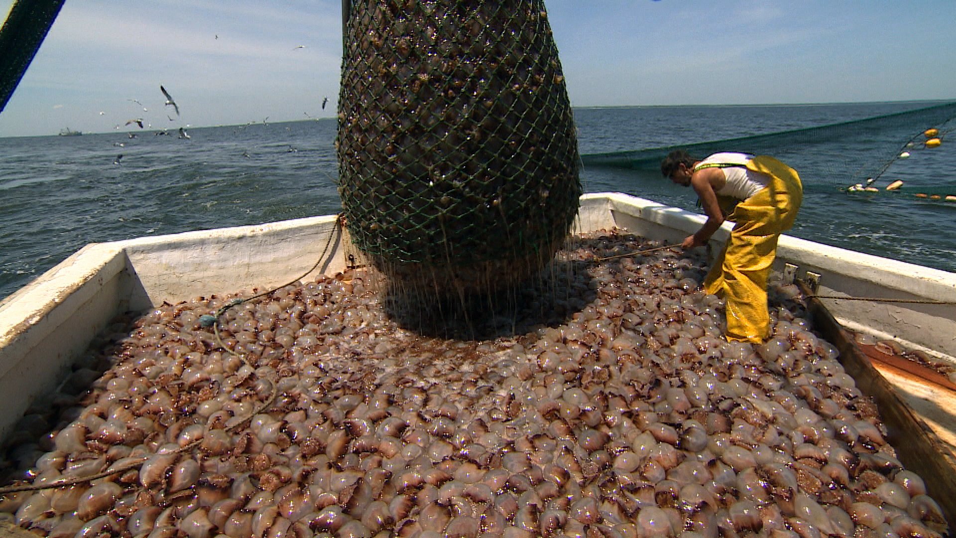 UBC Oceans on Twitter "Jellyfish fisheries in the Americas origin