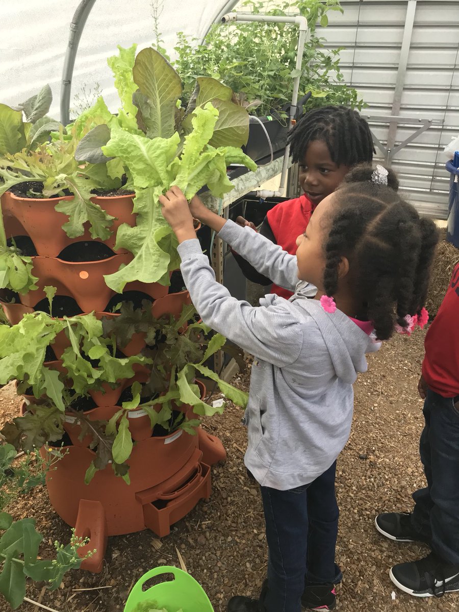 shnnjohnson's tweet photo. Celebrated our lettuce harvest with a party! Delicious salad shared with a special guest our AP Mrs. Woodall @DimonSTEM https://t.co/Sd0QkXHnoj