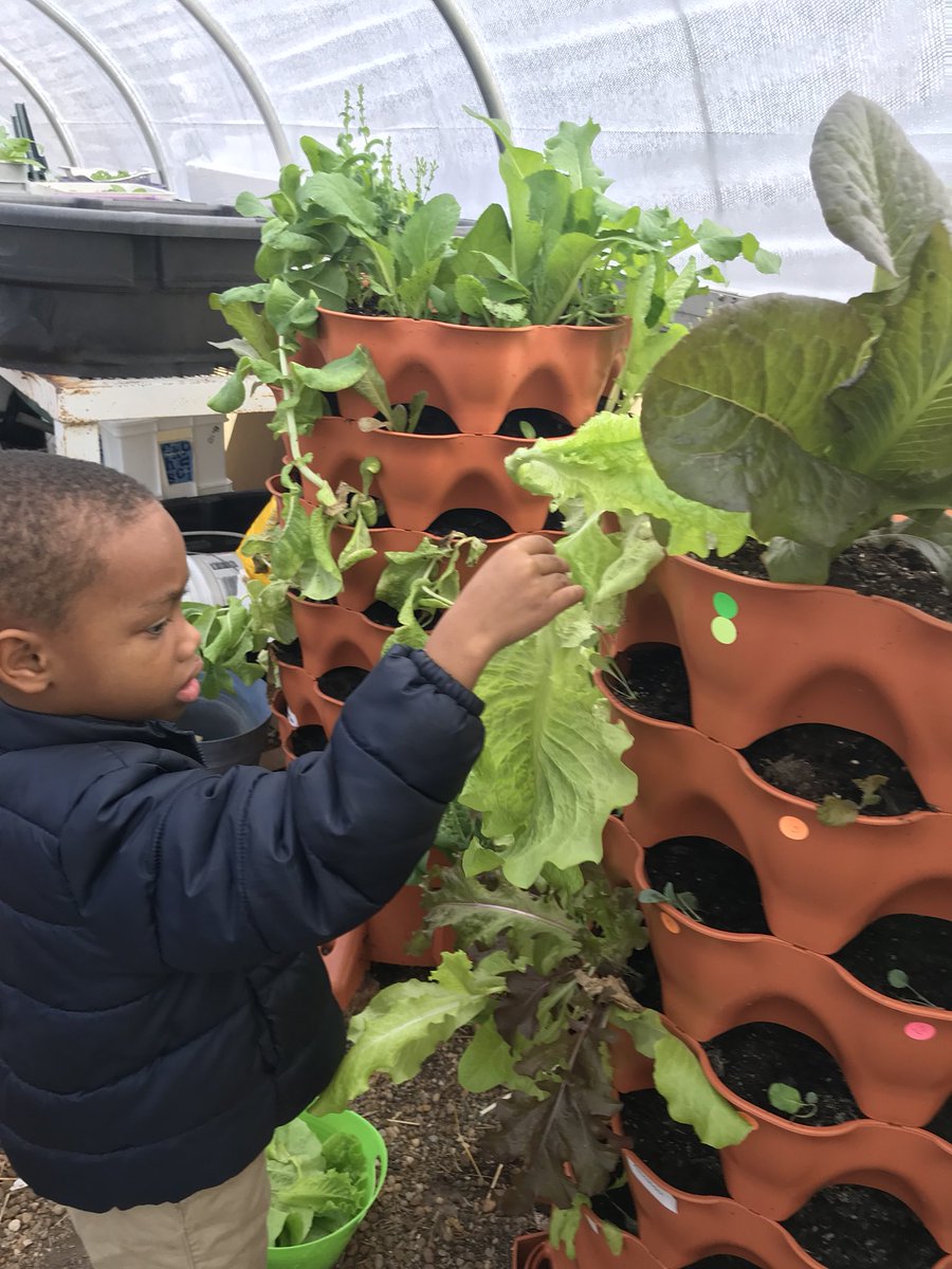 shnnjohnson's tweet photo. Celebrated our lettuce harvest with a party! Delicious salad shared with a special guest our AP Mrs. Woodall @DimonSTEM https://t.co/Sd0QkXHnoj