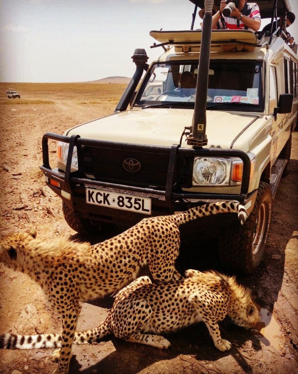 WildraceAfrica's tweet photo. Follow and retweet if you like this.
#tag someone, let them follow and retweet..I’ll follow back.
#TrapaDrive #GainWithPyeWaw #GoogleAfrica10 #FlashbackFriday #Trump #adryMMP https://t.co/Ul9NPpcQ1i