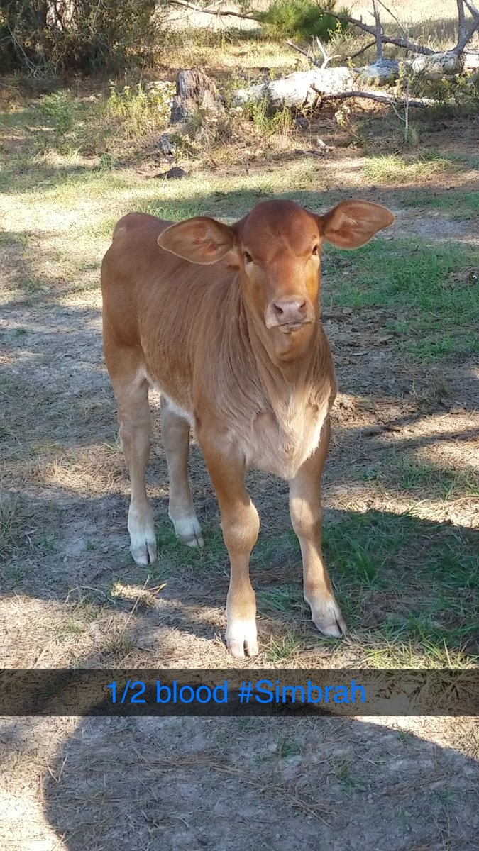 tcheck30's tweet photo. 1/2 #Simmental 1/2 #Brahman  
#FreshGenetics for the #Simbrah breed https://t.co/8YJsfBcqfG