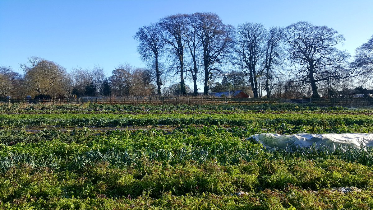 vegieguy's tweet photo. Waiting for the thaw today before harvesting for the weekend. Our winter #garden is almost dormant at this time, taking the role of giant fridge/freezer. #Greenbarn #restaurant is seen in the background. #farmtofork at #foodmetres https://t.co/tNz82oW8Gt