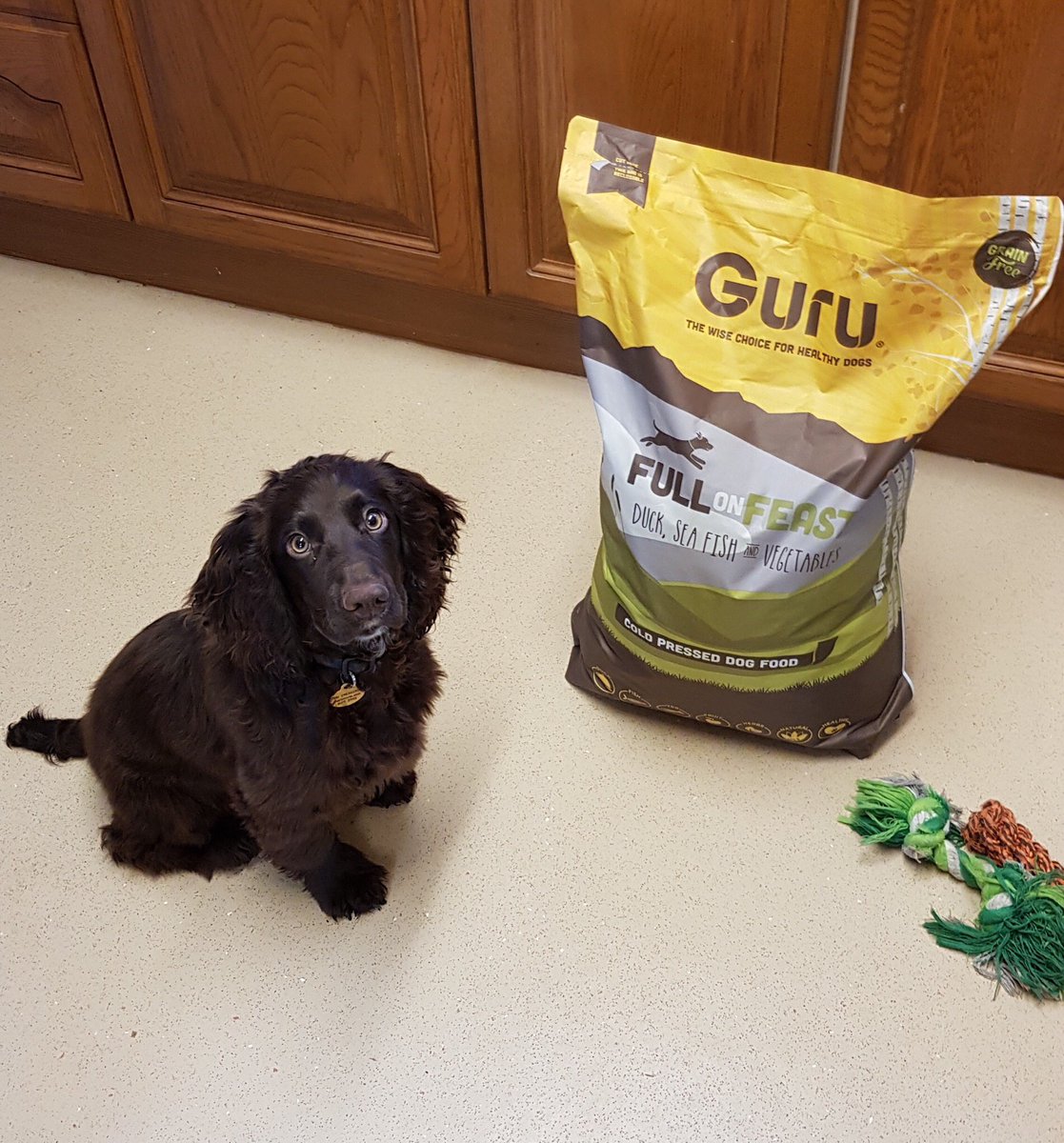 GuruPetFood's tweet photo. Here’s new Geekster Murphy with his Full On Feast Delivery 📦🤓🐶
How pleased does he look?
A whole bag of yumminess for him to enjoy 😋 Please welcome him aboard 👋
#PleaseSayHello #WelcomeMurphy #NewGeekster https://t.co/Y9fbHjKWzr