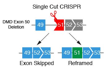 lab_olson's tweet image. Single-cut genome editing restores dystrophin expression in a new mouse model of muscular dystrophy #CRISPR #DMD stm.sciencemag.org/content/9/418/…