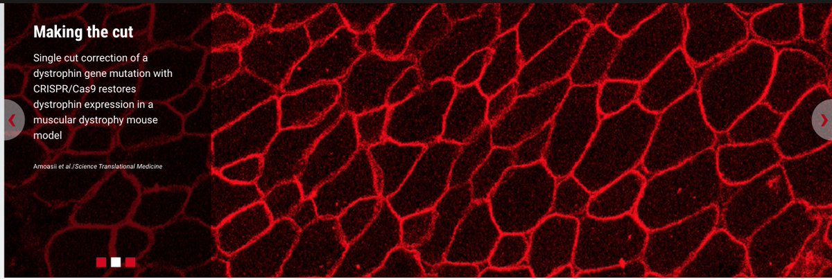lab_olson's tweet image. Single-cut genome editing restores dystrophin expression in a new mouse model of muscular dystrophy #CRISPR #DMD stm.sciencemag.org/content/9/418/…