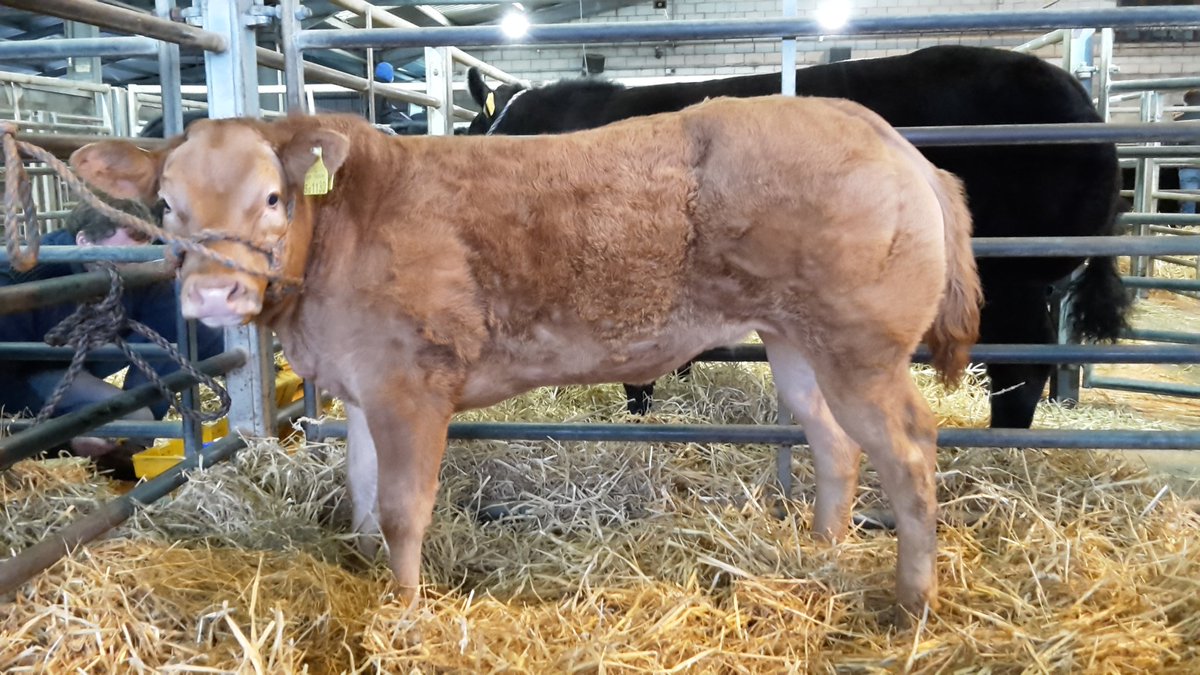 So proud we bred this heifr, and proud she whon East of England Winter fair . <a href="/Rachel_LewisD/">Rachel Lewis-Davies</a> <a href="/lesley4wrexham/">Lesley Griffiths</a> @Nfucpresident #proudtobewelsh