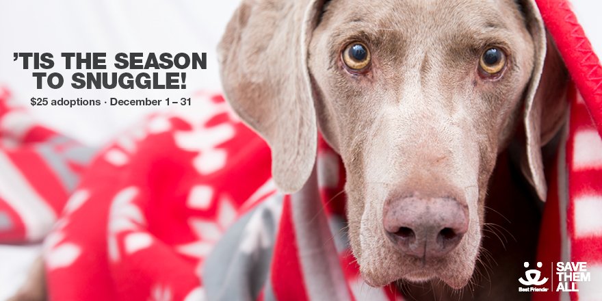 bfas's tweet image. 'Tis the season to snuggle! Adopt any animal from Best Friends in Atlanta for only $25 during the month of December! Celebrate the holidays with a four-legged friend: bit.ly/2q76b8i. #SaveThemAll ^ND