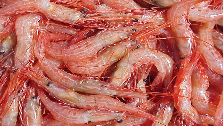 Confused about the sustainability of shrimp? View our Shrimp 101 Aquablog post here: ow.ly/Rm7D30ghDUd