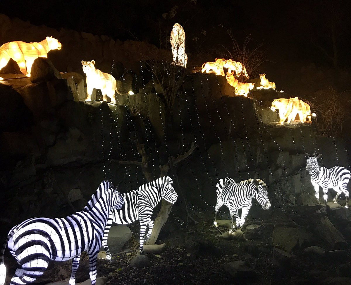 Get yourselves down to <a href="/EdinburghZoo/">Edinburgh Zoo</a> pronto for this! Spectacular! #giantlanterns