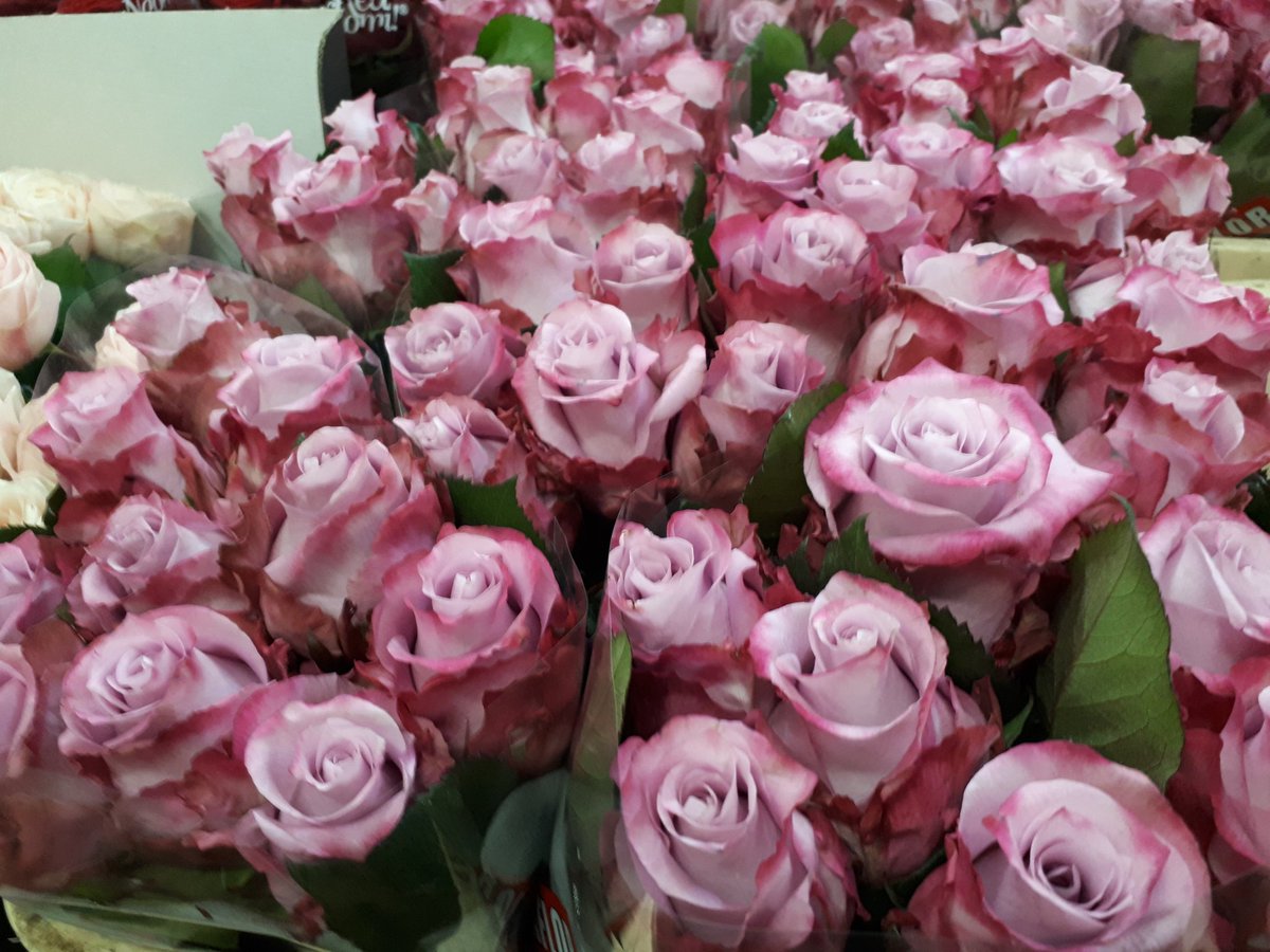Prachtige rozen in de koelcel bij #Willemsenbloemen. Je kan niet anders dan vrolijk zijn, bij zo'n opdrachtgever.