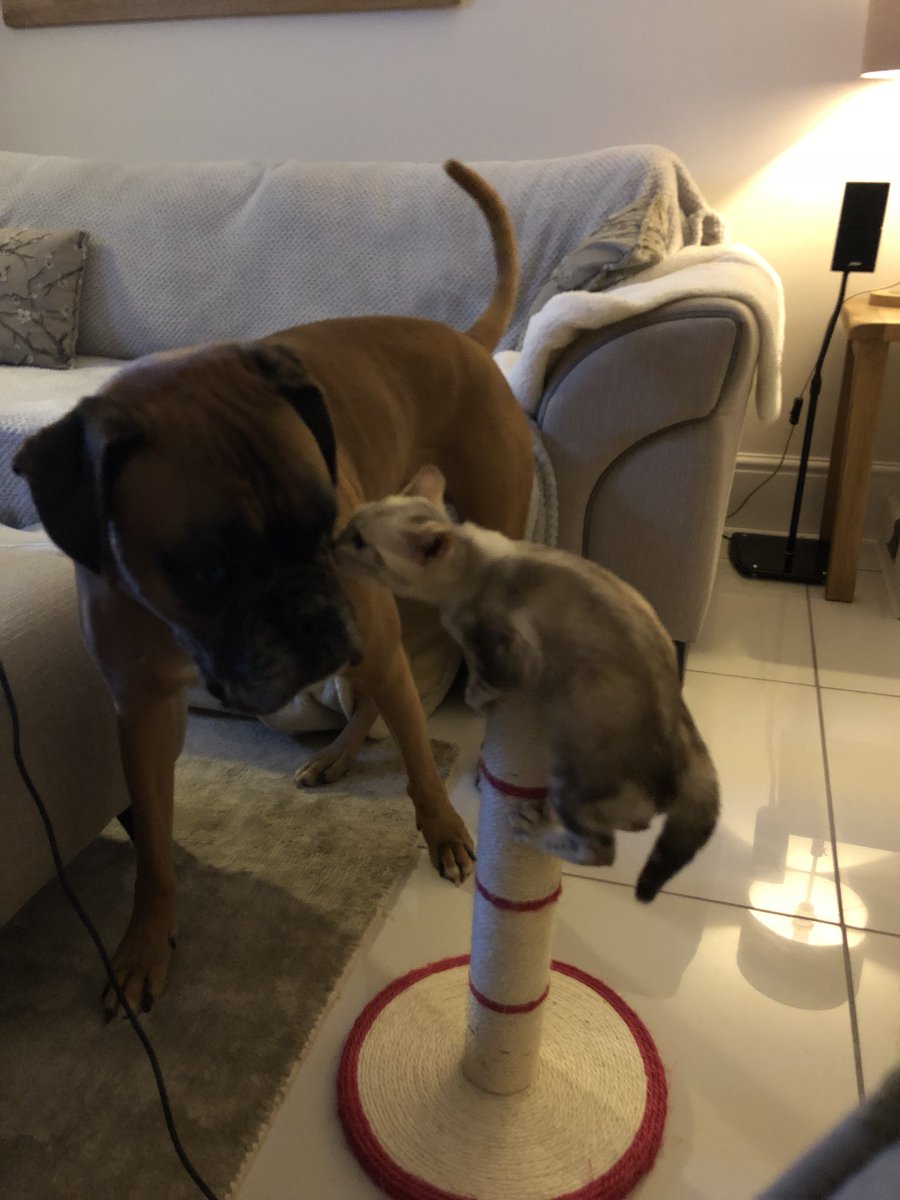 Chris Holyland tweet media