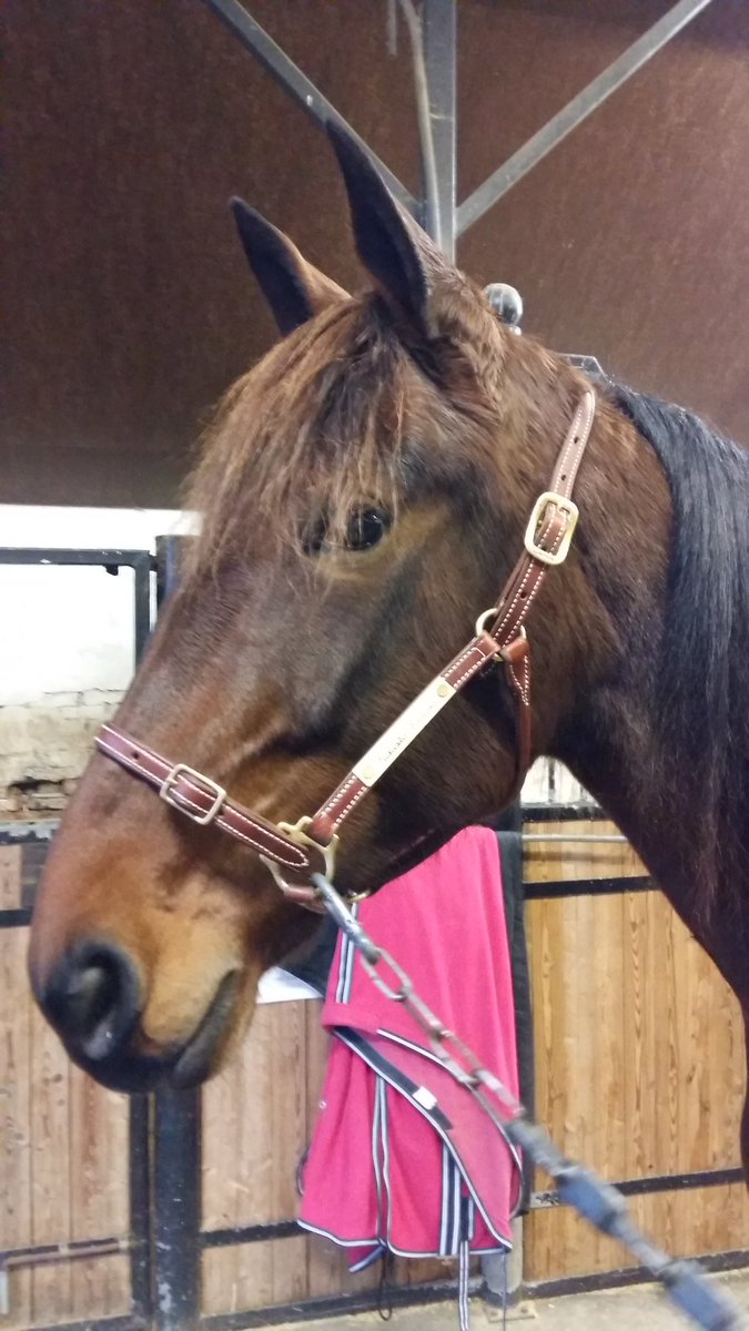 MaxxBirdland's tweet photo. Hevosilla pullat hyvin uunissa. Tänään vierailu sekä Plisetska Birdland #UtalaRacing että Maxx Birdland #SaloStable luona #ravit #ChorseClub https://t.co/hsyeO81PsJ