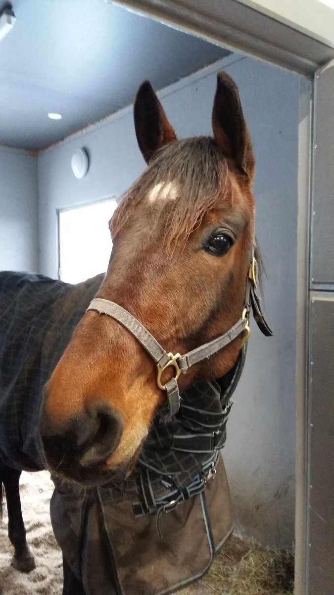 MaxxBirdland's tweet photo. Hevosilla pullat hyvin uunissa. Tänään vierailu sekä Plisetska Birdland #UtalaRacing että Maxx Birdland #SaloStable luona #ravit #ChorseClub https://t.co/hsyeO81PsJ