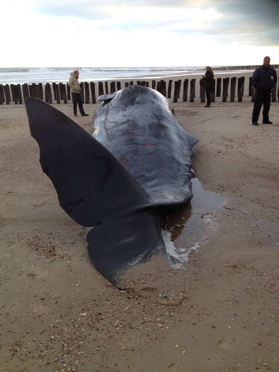 Vanochtend is er op het strand bij Domburg een potvis aangespoeld. Onderzoekers van de Universiteit Utrecht en Naturalis zijn begonnen met het ontleden van het kadaver. Het kusthulpverlingsvoertuig is gevraagd om voor verlichting te zorgen.