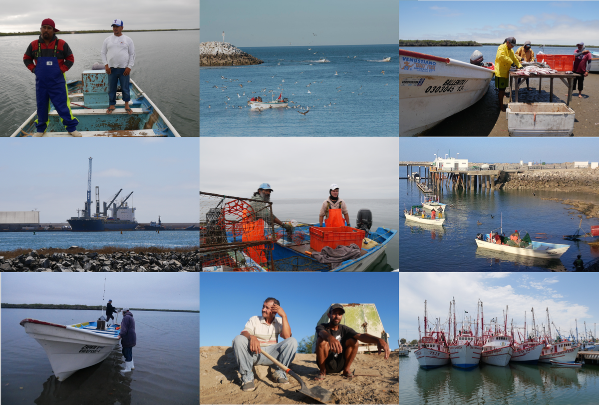 AleMelgo's tweet photo. #Pesca #Pobreza #PolíticaPública Pasen a leer esta colaboración entre reporteros y científicos @AristeguiOnline @dataMares @GCMarineProgram
#1aParte: https://t.co/0skB4JQ4Lr
#2aParte https://t.co/Dy2rrrYbam
#3aParte https://t.co/qVEddc8z3x
#Video:
https://t.co/WYASePyoMf https://t.co/zBcUd3p9RP