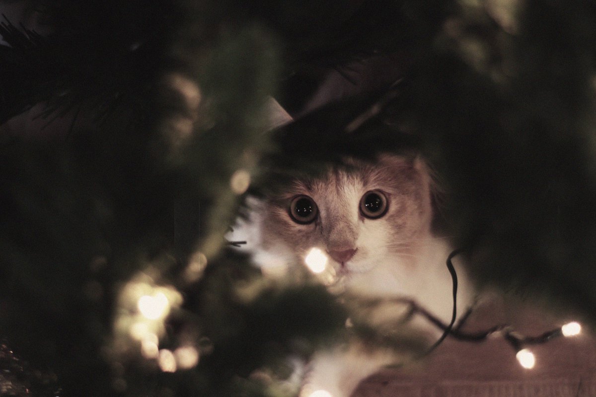 photofyoo's tweet photo. vi spammo la mia gattina già nel mood natalizio https://t.co/LuT4fLzggN