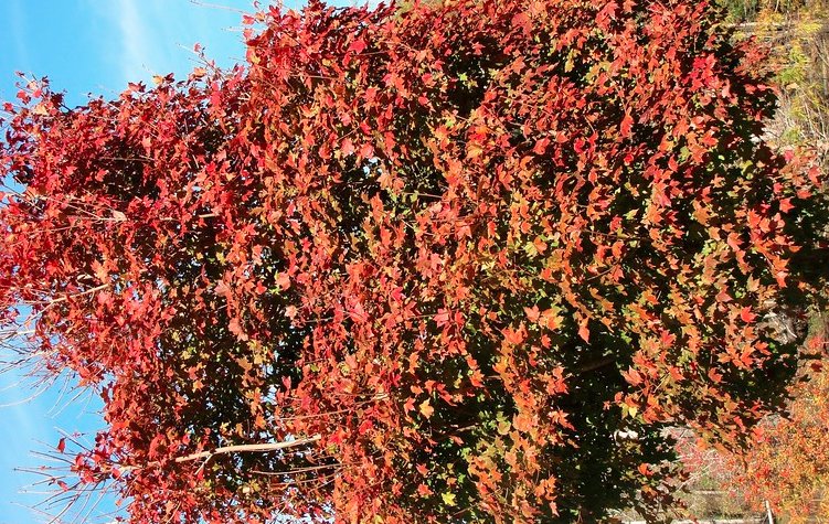 Tylerpaper's tweet photo. It’s time to enjoy fall color in #EastTexas. #inetx https://t.co/hCRbQklDsj https://t.co/l64MDuKTcz