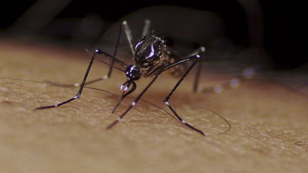 lifecycling_org's tweet photo. Here’s the ideal temp for mosquito-borne diseases (Cultivate) https://t.co/1icKhpxfwL https://t.co/TtgkzNghEe