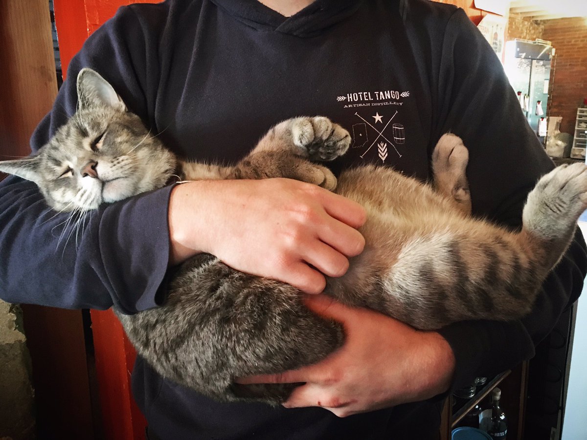 HotelTangoCat's tweet photo. Finally recovering from my morning hangover, just in time to spend all weekend sipping $8 Moscow Muellers at @HotelTangoIndy.

Meow. https://t.co/s3lFd9dxd8