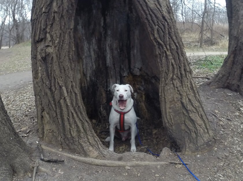 mushpuppies tweet media